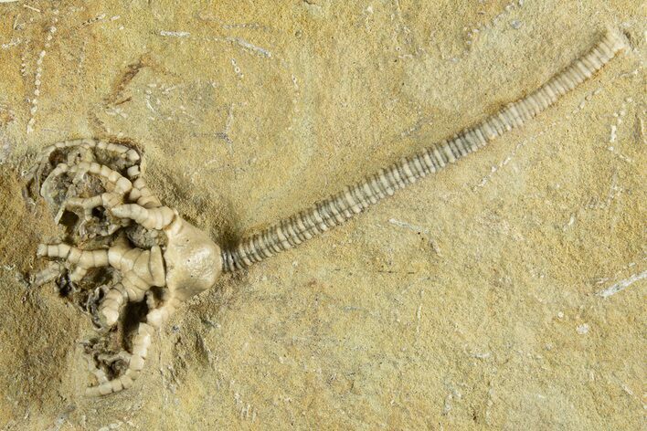 Fossil Crinoid (Barycrinus) - Crawfordsville, Indiana #344775